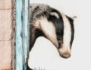 badger-by-blue-door